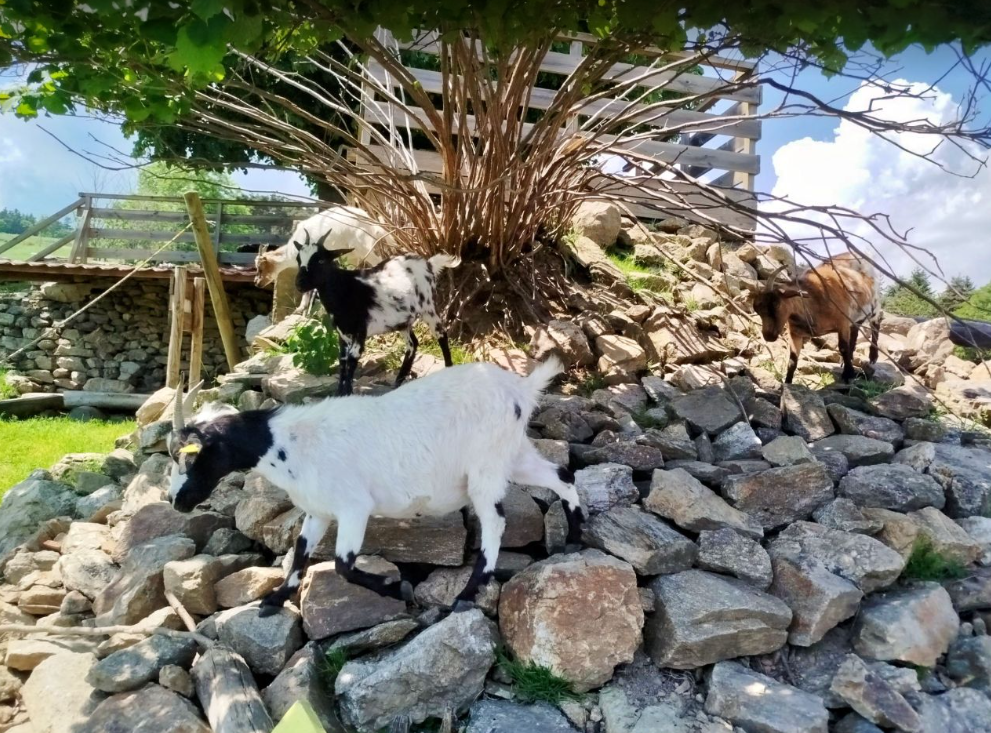Le 26 mai, sortie scolaire à la ferme